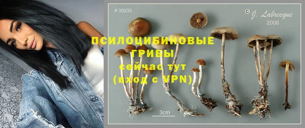 прущие грибы Новозыбков