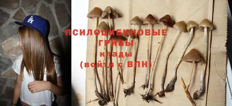 Галлюциногенные грибы Psilocybe  купить закладку  Бахчисарай 